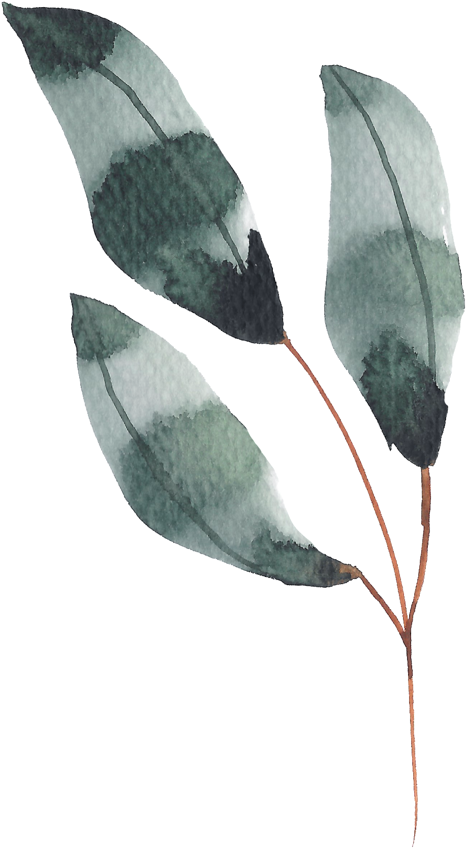 Hand Painted Dark Green Leaves Watercolor Transparent - Watercolor Painting (1024x1758), Png Download
