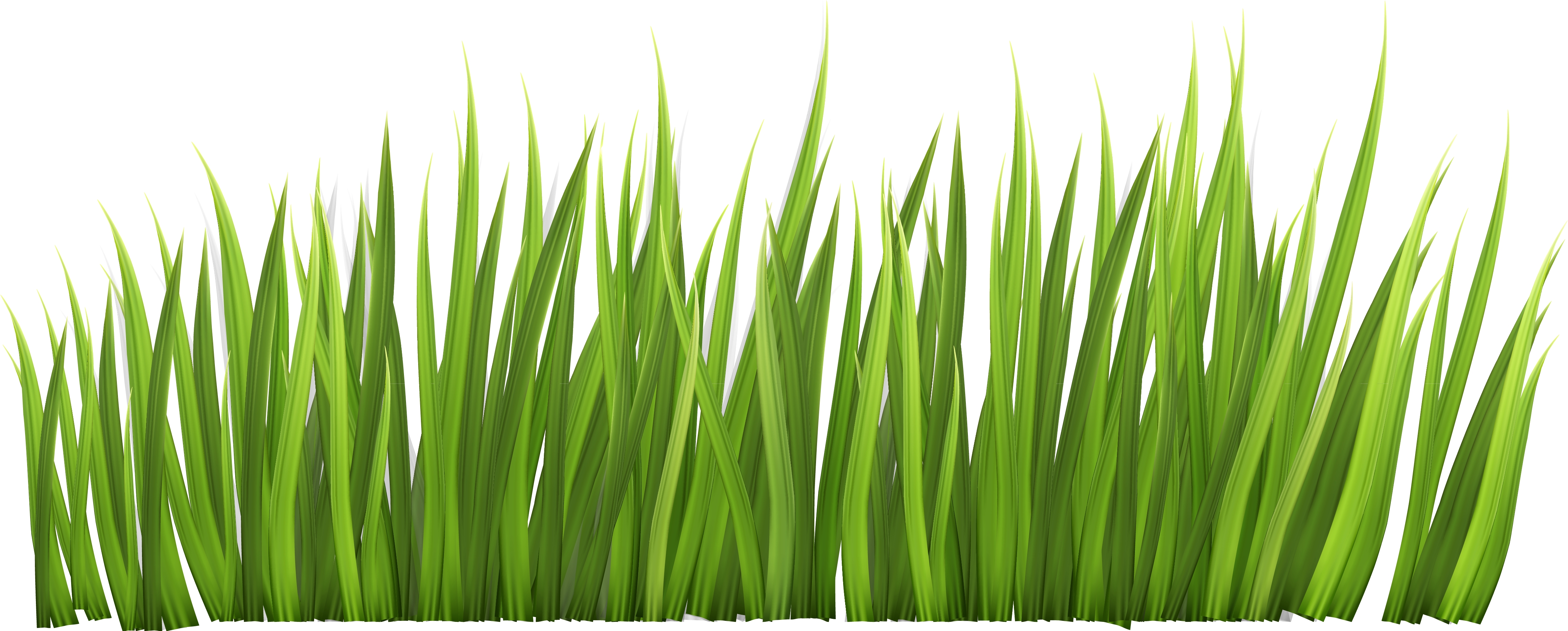 Safari Grass Clipart - Grass Clipart (4764x1952), Png Download