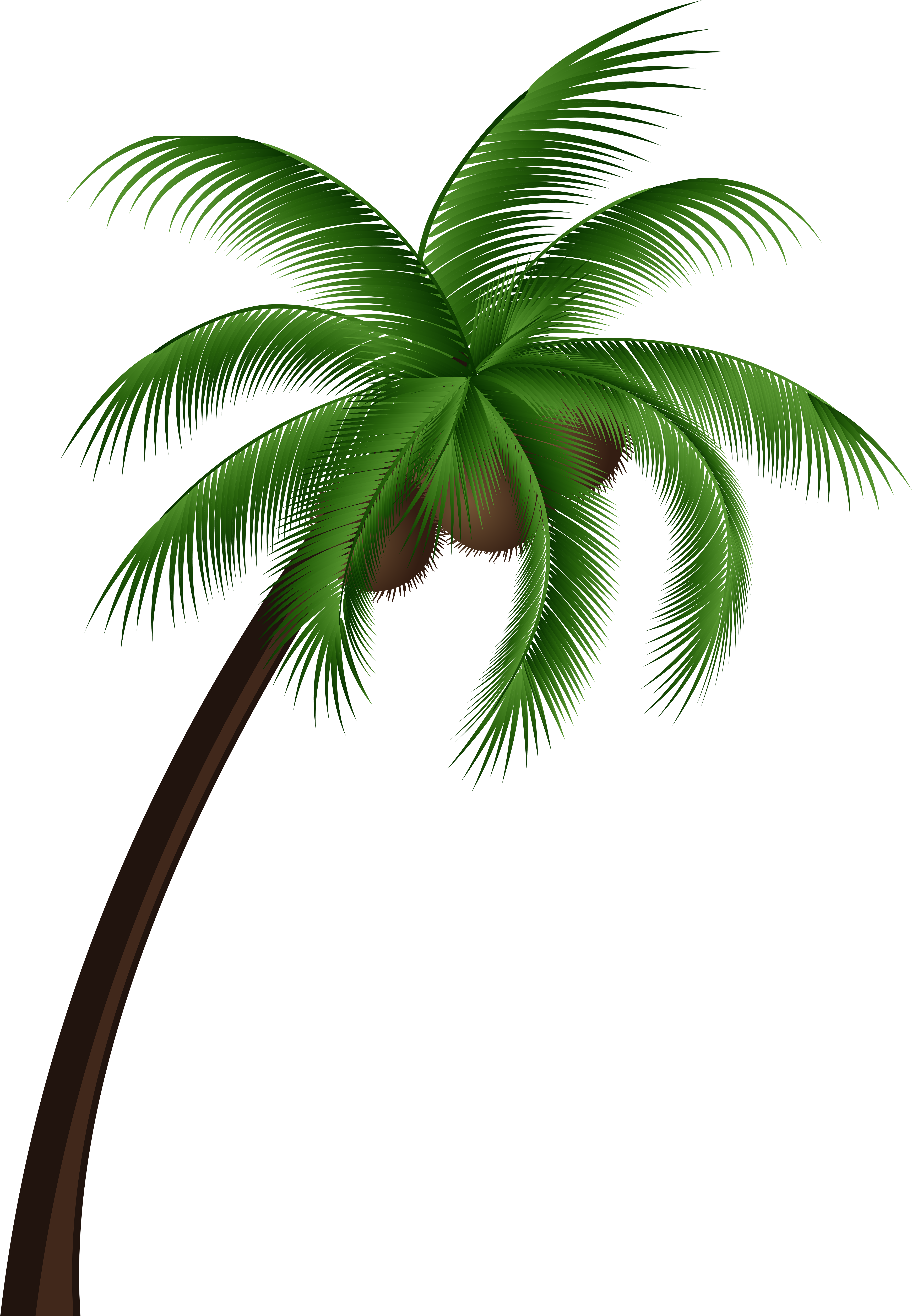 Coconut Palm Tree Png Clip Art (5547x7824), Png Download