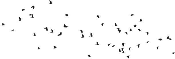 Birds Png Birds Png - Pngs Birds For Picsart (640x247), Png Download