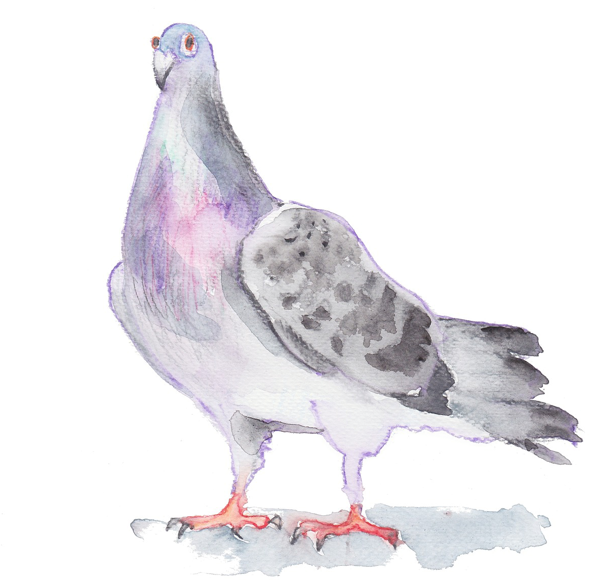 Pigeon Drawing Watercolor (1357x1178), Png Download