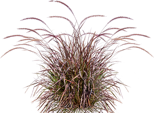 Backyard Builder Purple Fountain - Purple Fountain Grass No Background (500x368), Png Download