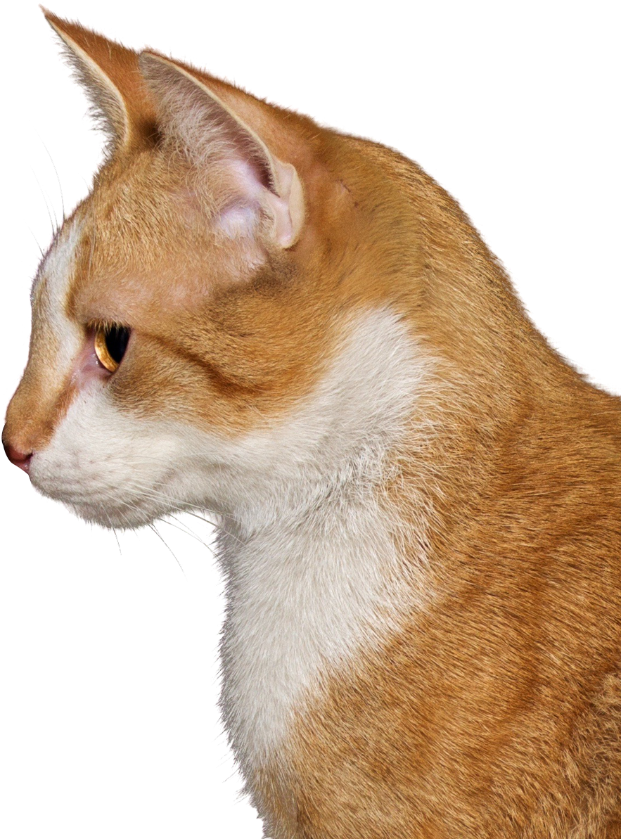 Download Cat Png Image - Cat (500x616), Png Download