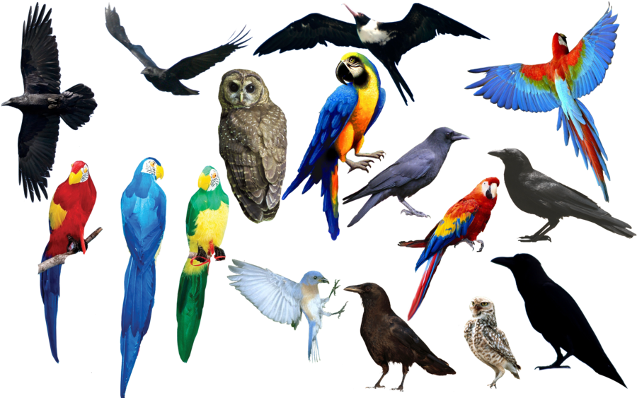 Bird Bird Bird Png Format By Chimonk On Deviantart - All Birds Images Png (900x569), Png Download
