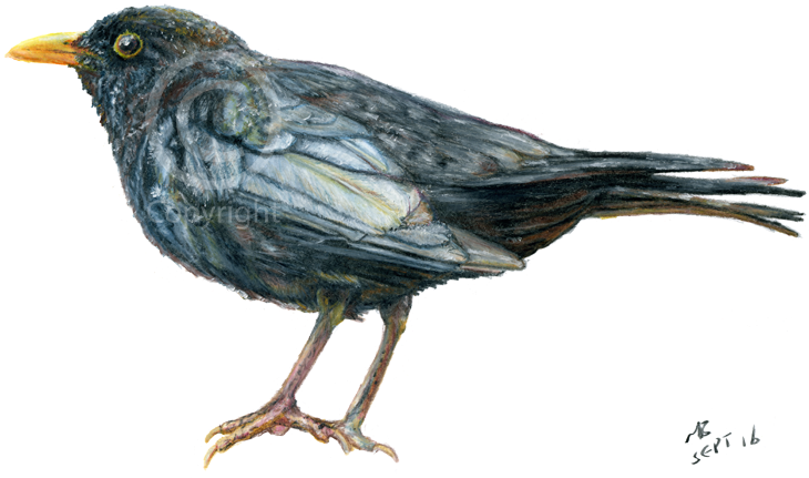 0309016 Blackbird British Garden Bird - British Bird Pencil Drawing (750x430), Png Download