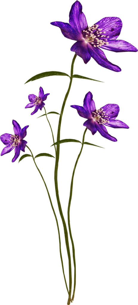 Bee Purplerain El144 - Iris Versicolor (463x1024), Png Download