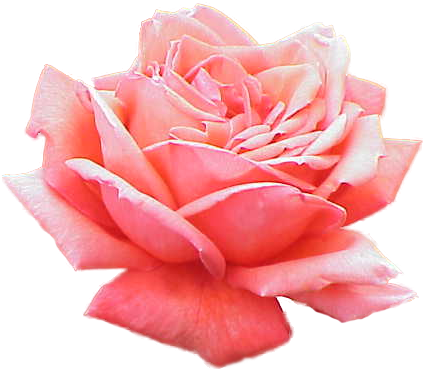 Extracted Pink Rose - Lavera Deodorant Spray 75 Ml 75 Ml (432x377), Png Download