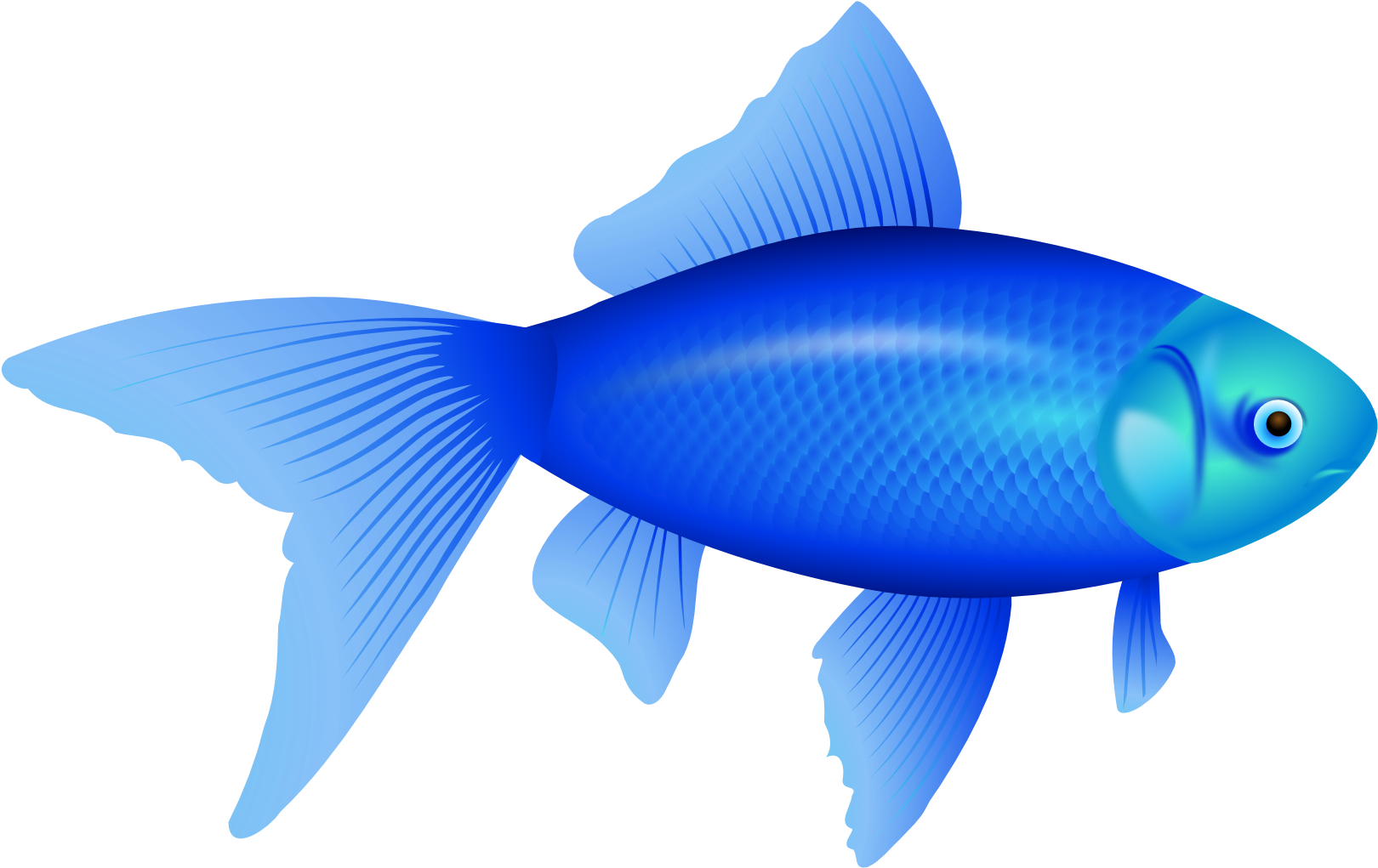 Blue Fish Png - Custom Blue Fish Shower Curtain (1969x1307), Png Download