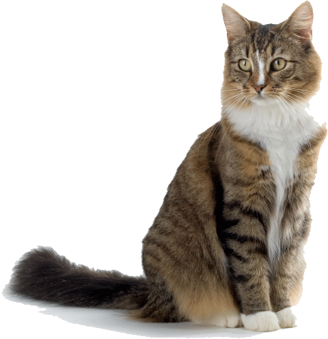 Success Cat - Rspca Dogs And Cats (510x519), Png Download