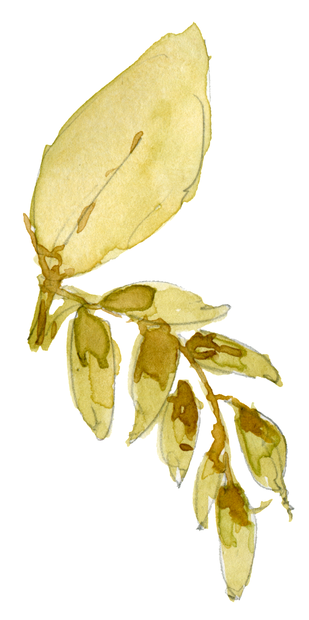 This Graphics Is Watercolor Leaf Decoration Vector - Watercolor Painting (1024x2053), Png Download