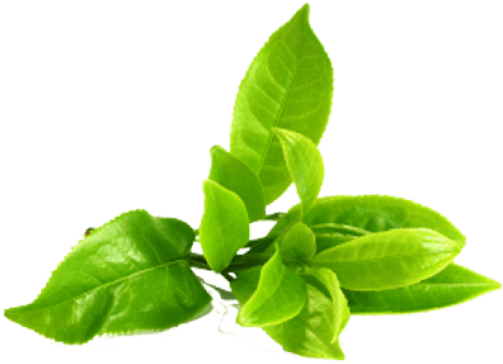 Green Tea Png Image - Green Tea Leaves Png (468x349), Png Download