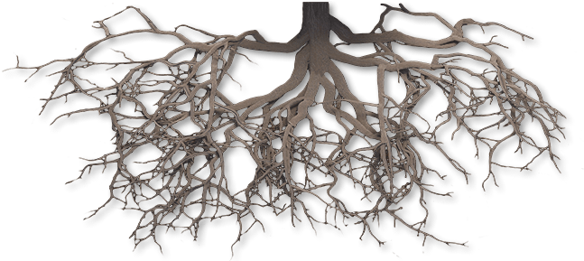 Scientific Medical Communications Agency - Tree Roots Png Transparent (709x288), Png Download