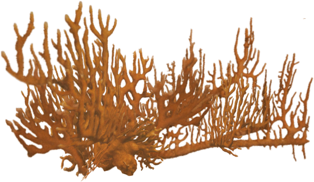 Fire Coral 4 - Illustration (1080x1080), Png Download