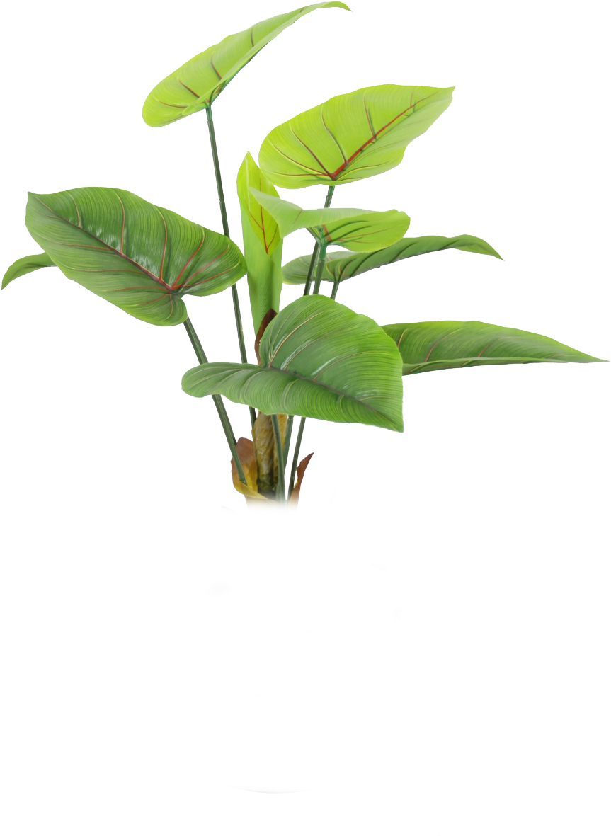 Nature Lovely Png Photo - Plants (1000x1500), Png Download
