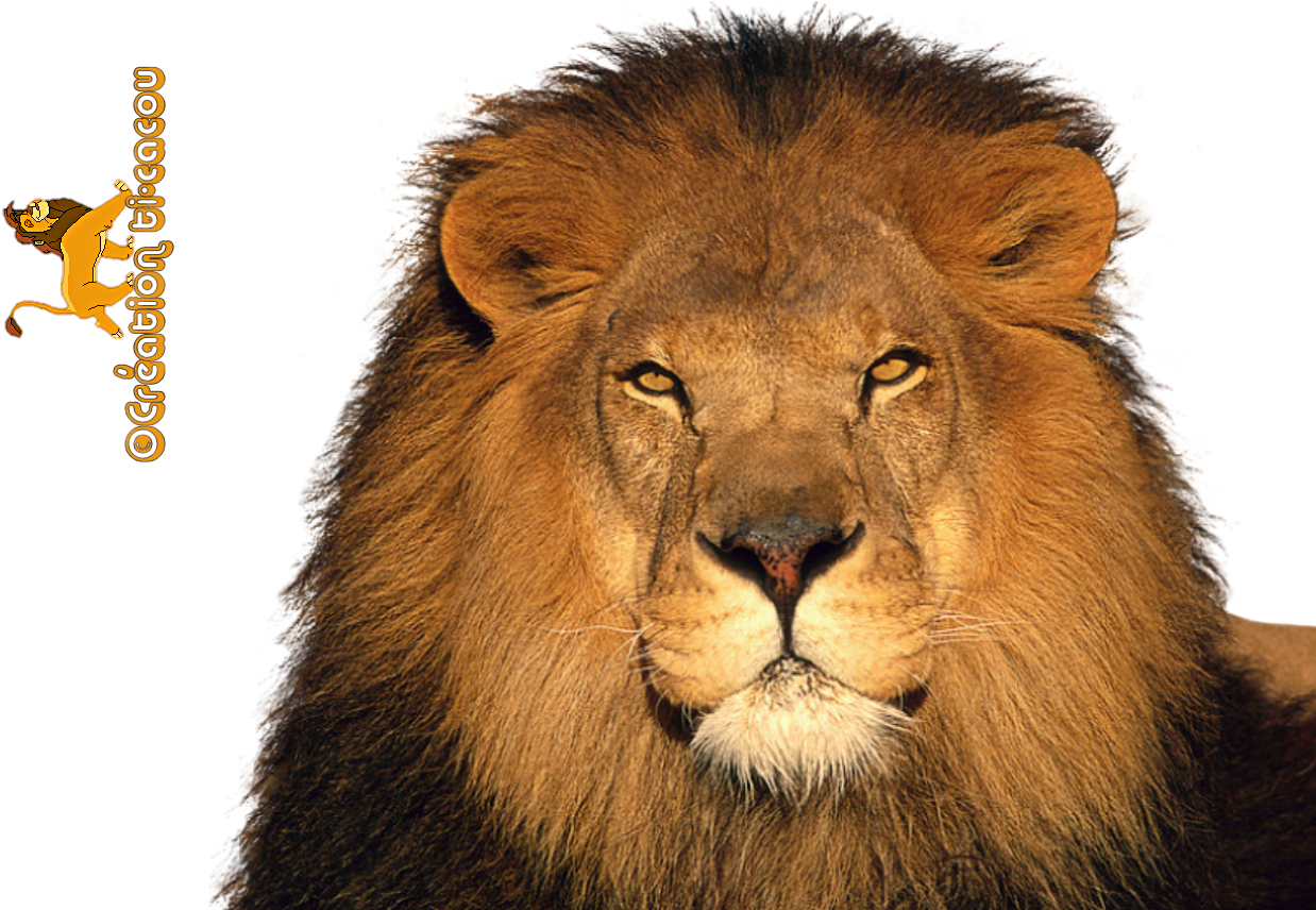Free Icons Png - Lion Png (1251x890), Png Download