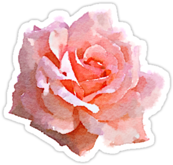 Tumblr Png Summer Graphic Black And White Stock - Pink Roses Watercolor Png (375x360), Png Download
