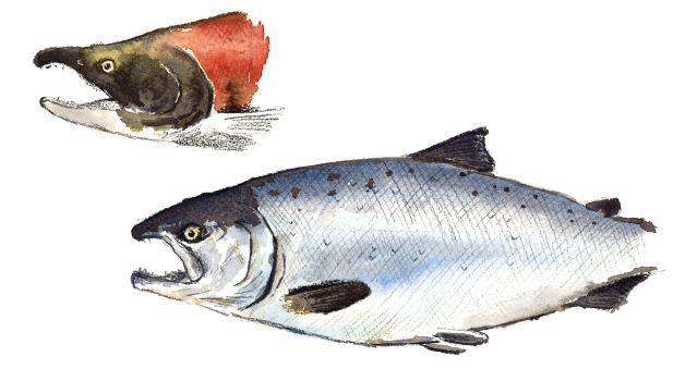 Thank You - Sockeye Salmon (800x568), Png Download