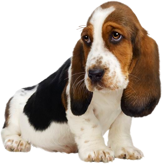 Puppy Png Clipart - Basset Hound Puppies (529x538), Png Download