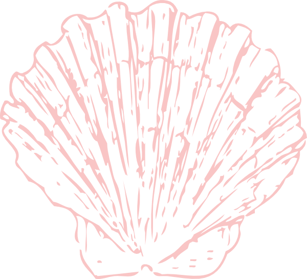 Picture Library Stock Seashell Sea Pinterest Clip Art - Line Drawings Of Shells (600x544), Png Download