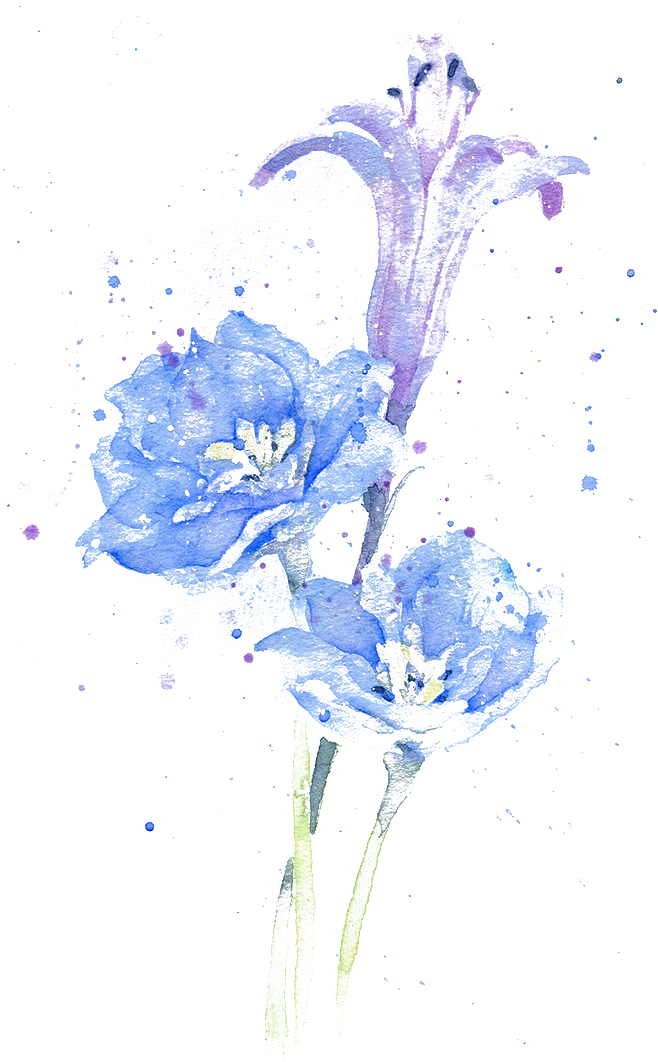 Delphinium Drawing Watercolor - Fondos De Agua En Png (658x1062), Png Download