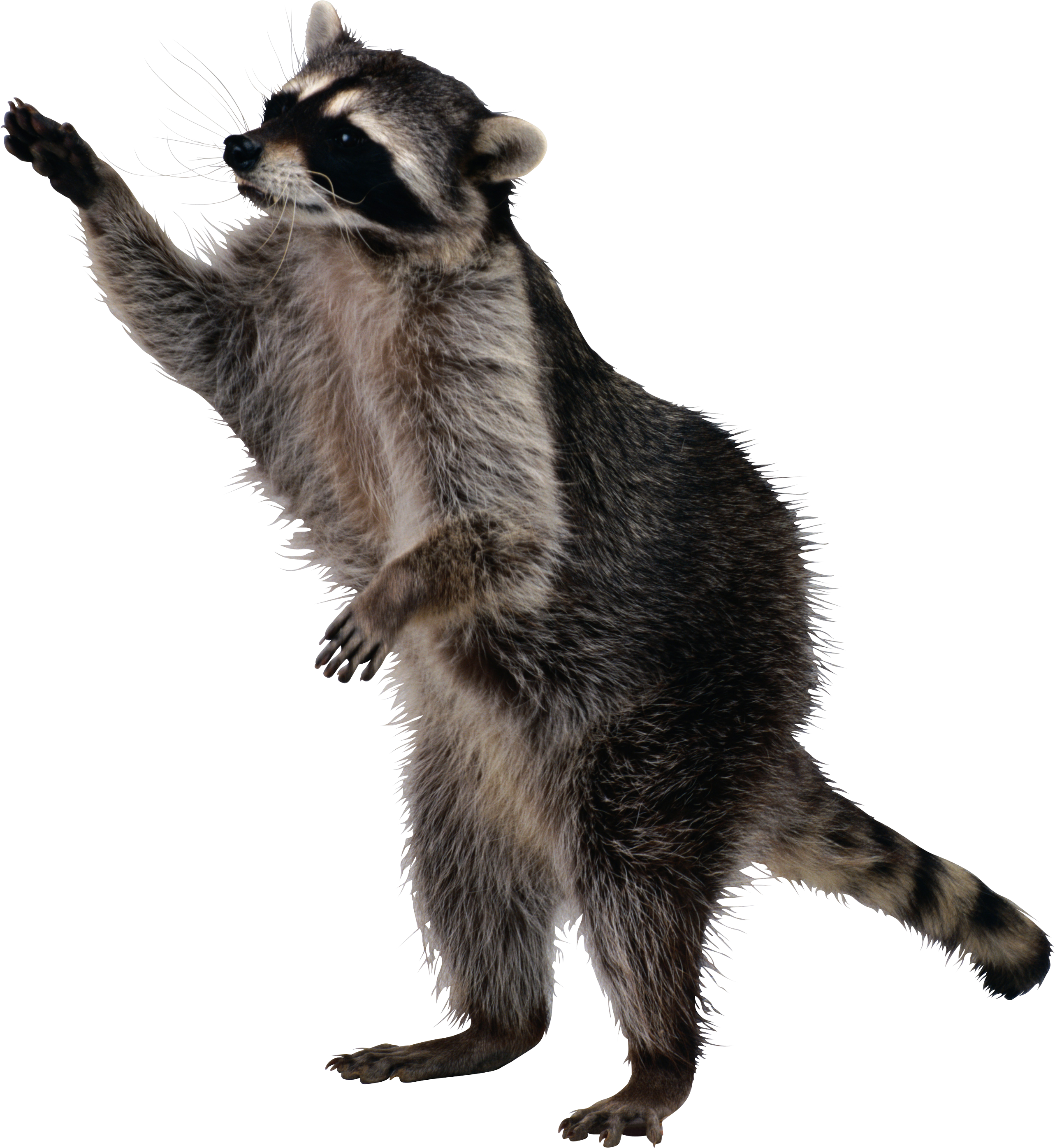Raccoon Png - Real Life Sly Cooper (2565x2790), Png Download