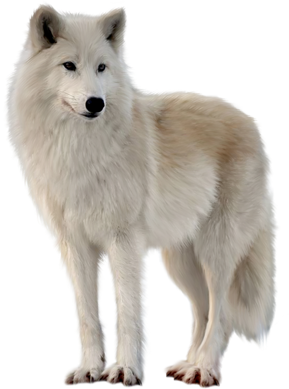 Png Imges Free Download - Canadian Eskimo Dog Wolves (709x945), Png Download