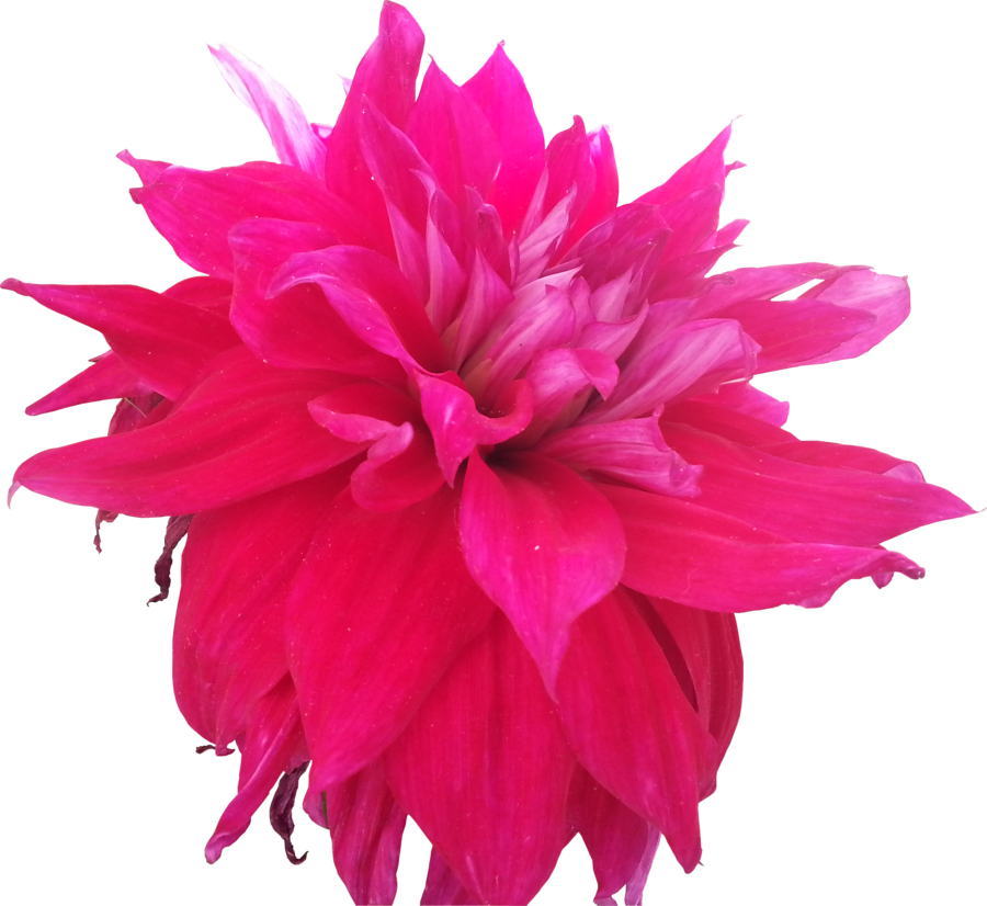 Dark Pink Flowers Tumblr Hd Images 3 Hd Wallpapers - Dahlia (900x826), Png Download