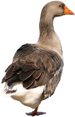 Duck Png Clip Art - Duck Png (320x500), Png Download