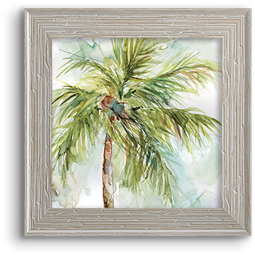 Coconut Palm - Palm Trees (800x800), Png Download