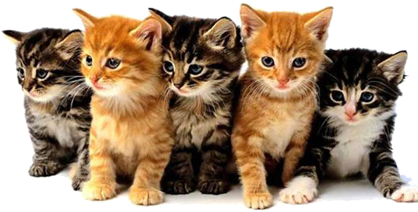 Feline Panleukopenia Virus Vetlife - Cats And Kittens Png (600x315), Png Download