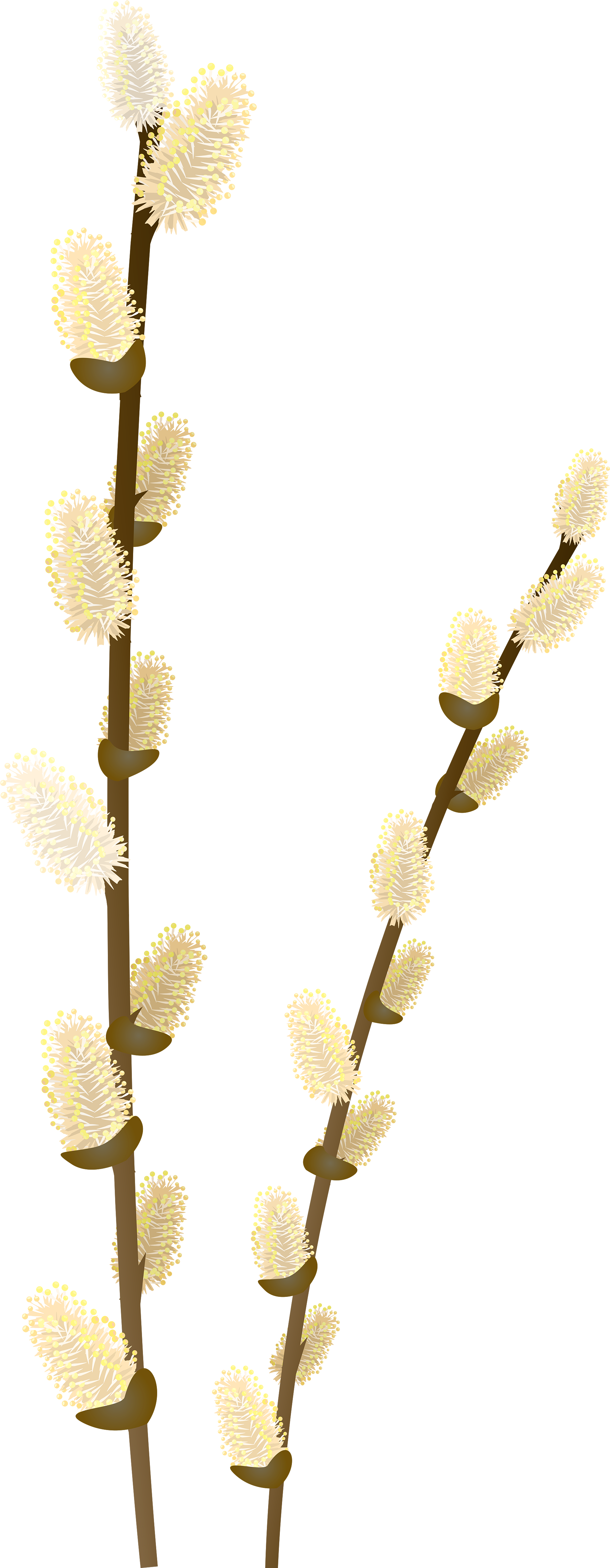 Pussy Willow Branch Clip Art (2016x5000), Png Download