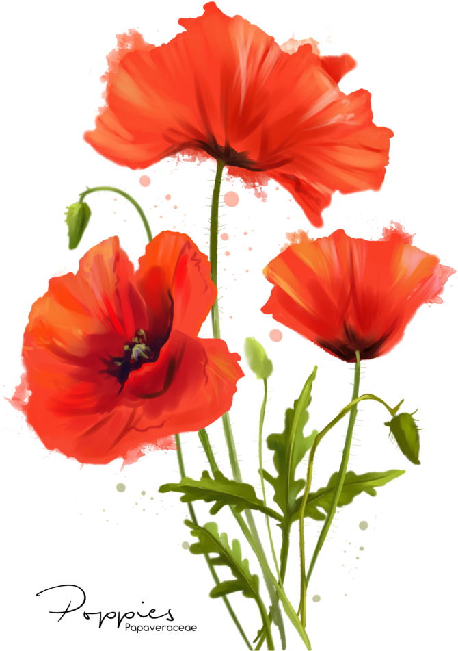 My Flowers Poppies Watercolor Painting By Kajenna - Poppy Watercolor (800x997), Png Download