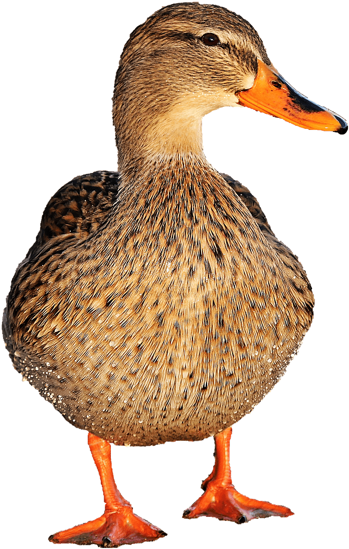 Animals - Ducks - Duck Png (1280x1159), Png Download