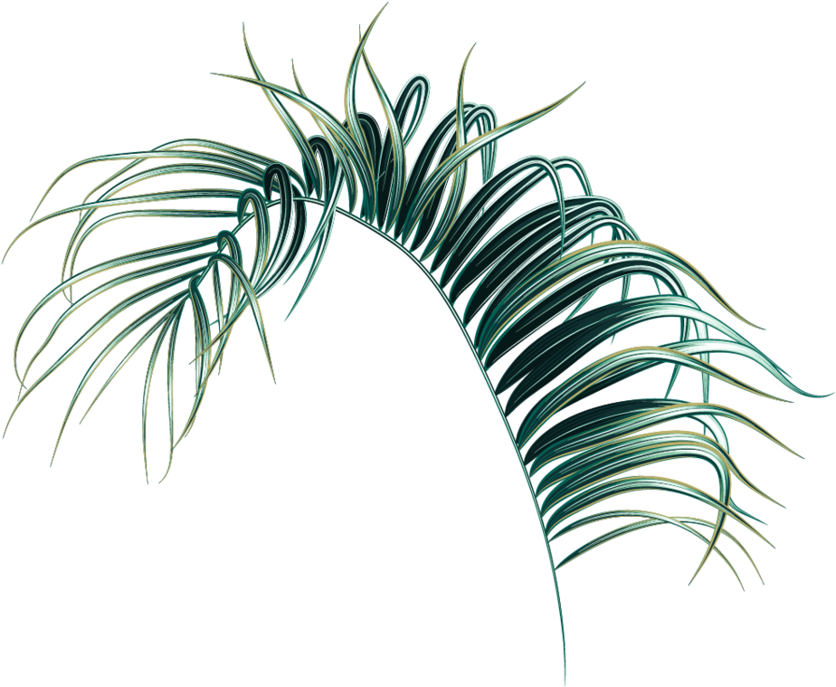 Palm Leaf Png - Leaf (1000x838), Png Download