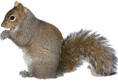 Squirrel With Arms Out Png - Gray Squirrel Png (400x400), Png Download