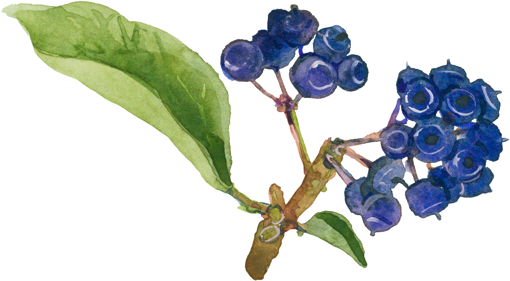 Tidal Hand Painted Watercolor Flower Decoration Transparent - Watercolor Painting (1024x580), Png Download