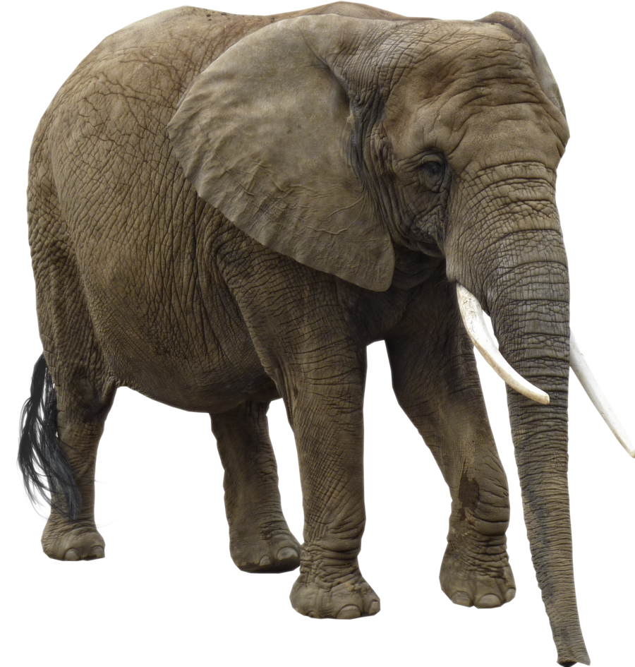 Transparent Background Elephant Png (872x916), Png Download