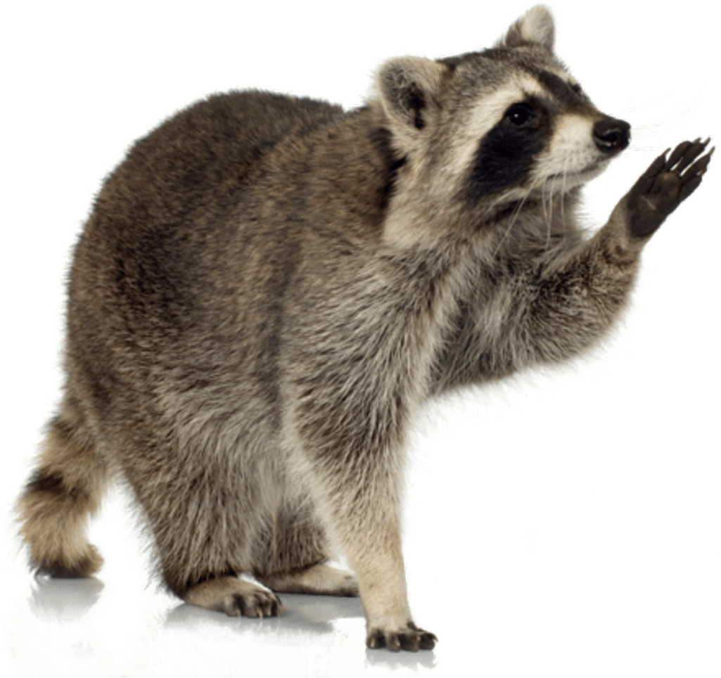 Animals - Raccoons - Raccoon Transparent Png (440x421), Png Download