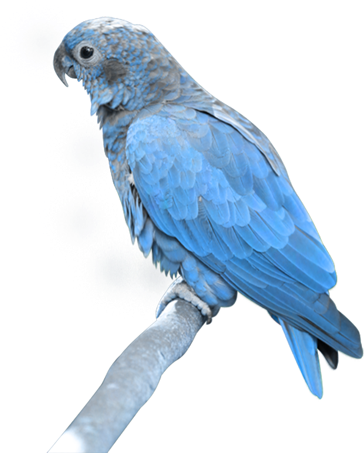 Blue Parrot Png (886x1000), Png Download