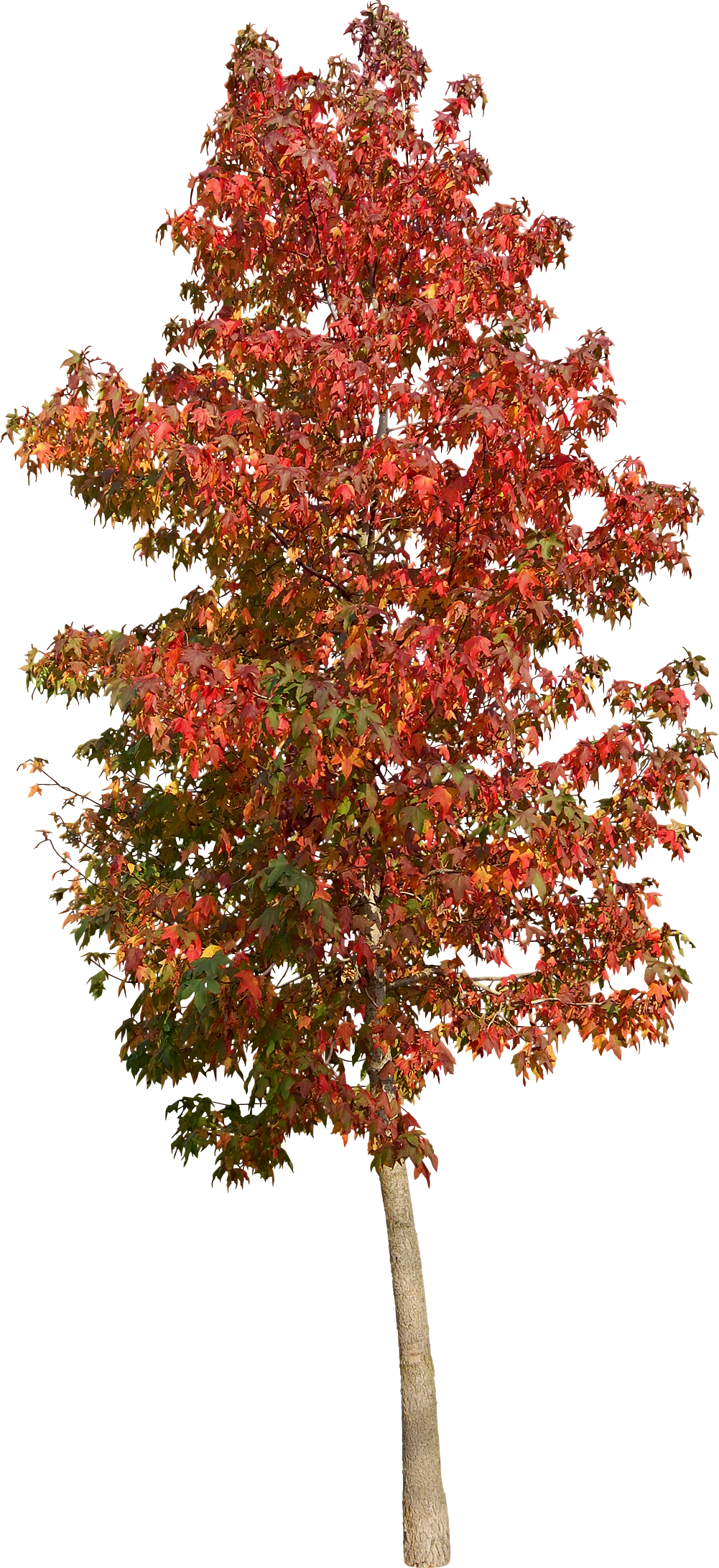 American Sweetgum - Sweetgum (1001x2184), Png Download