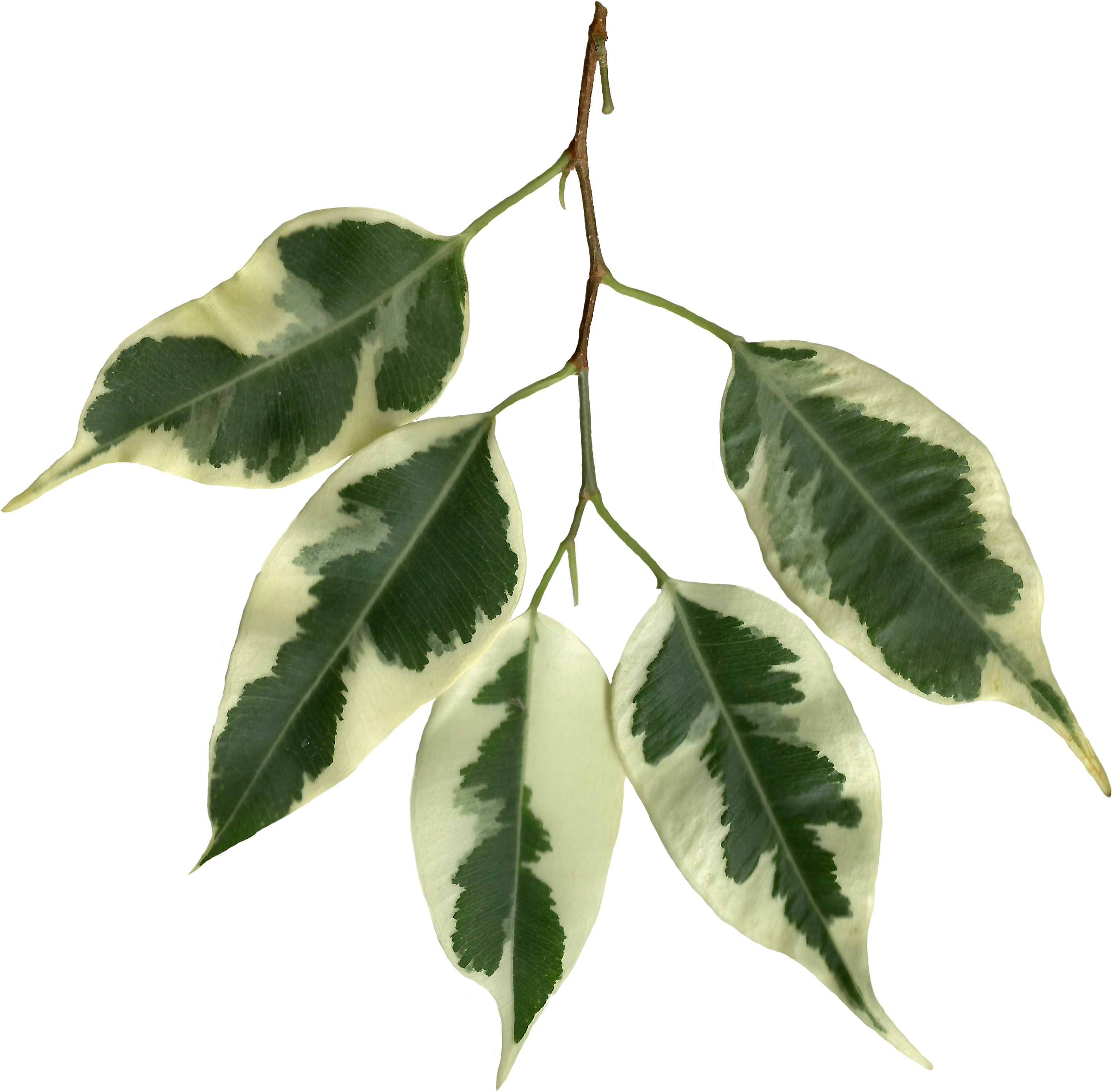 Ficus Benjamina Scanned Leaves - Leaf (2984x2878), Png Download