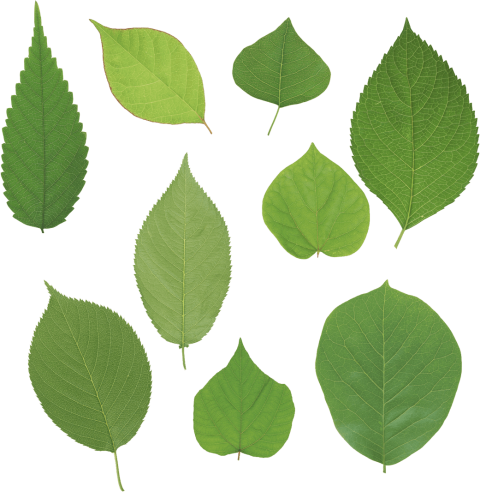 Free Png Green Leaves Png Images Transparent - Листья Сирени Png (480x492), Png Download