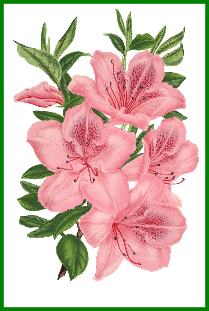 Png Free Appealing Pink Bunch Of Flowers Photoshop - Drawing Of Pink Flowers (881x1310), Png Download