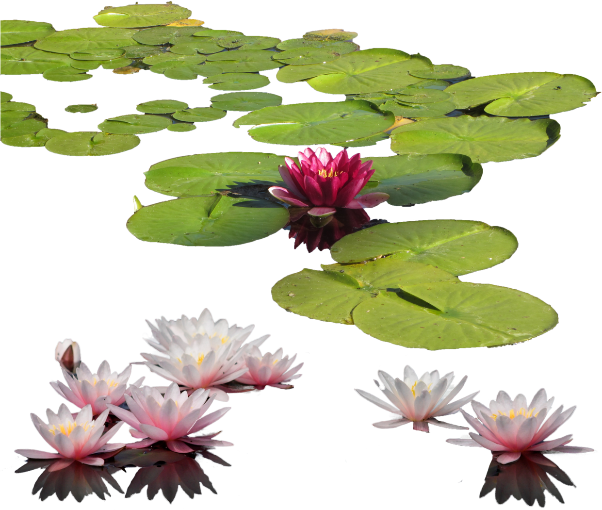 Free Png Water Lily Png Images Transparent - Water Lily Png (850x708), Png Download