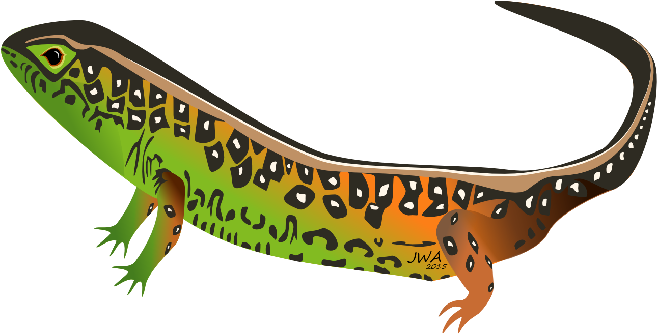 Lizard Clipart Female Cartoon - Lizard (1400x700), Png Download