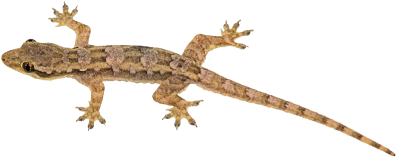 Lizard Png Transparent Image - Lizard Png (1024x682), Png Download