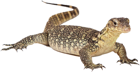 Lizard - Water Lizard Png (496x361), Png Download