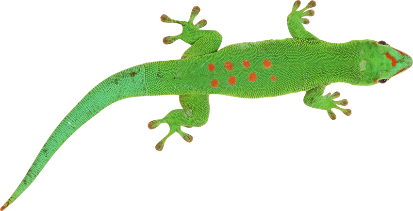 Free Png Green Lizard Png Images Transparent - Green Lizard Transparent Background (851x435), Png Download