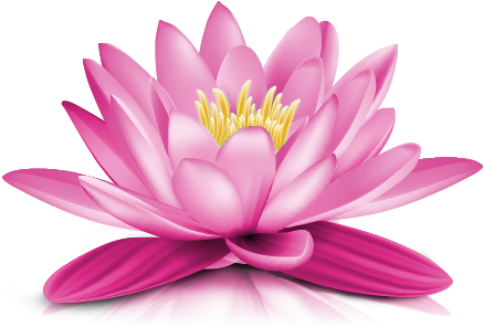 Water Lily Png Transparent Picture - Water Lily Flower Png (608x490), Png Download