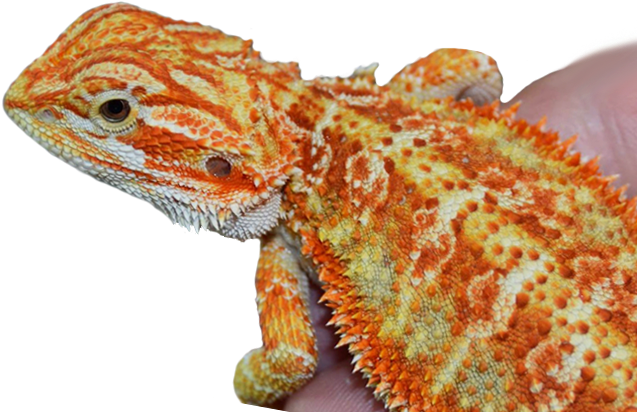 Links - Bearded Dragon Classic (1216x412), Png Download